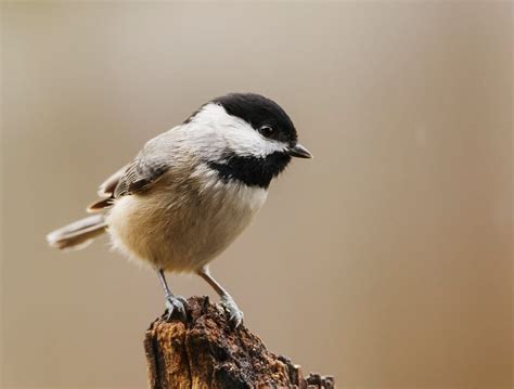 10 Smallest Birds In North America – North American Nature