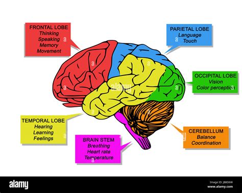 Human brain's functions Stock Photo - Alamy