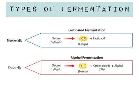 Cells and Energy