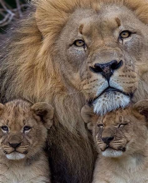 Lion and his cubs | Beautiful cats, Animals beautiful, Cute baby animals