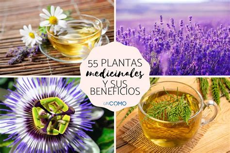 toldással Lehalkít leves los usos de las plantas medicinales Nyugtató ...