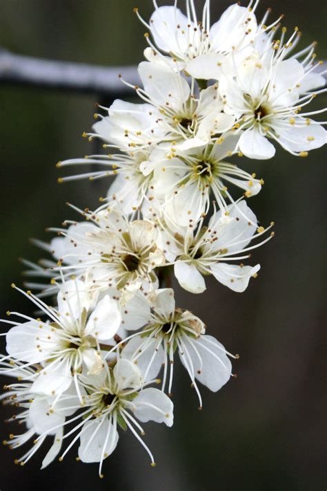 meeyauw's Photo A Day: Wild Cherry Blossoms