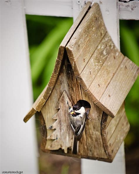 Chickadee Birdhouse 2 | Fuglehus, Fuglehuse, Haver