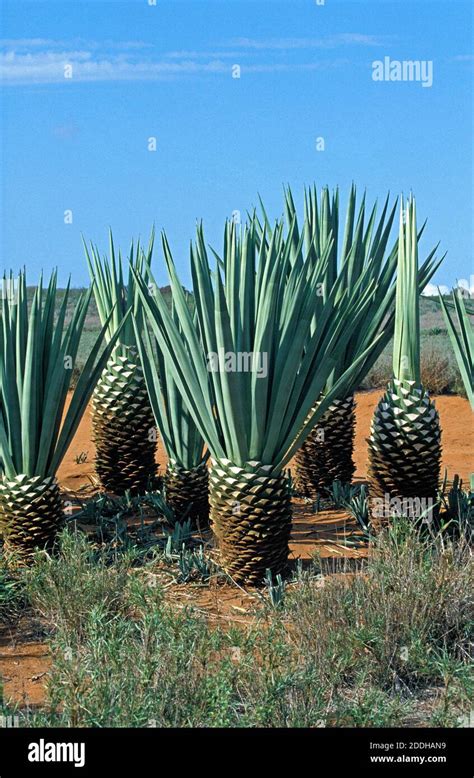 Sisal Plant, agave sisalana, Plantation in Madagascar near Fort Dauphin ...