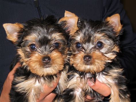 Super cute yorkie puppy sisters :) | Yorkie puppy, Yorkie, Puppies