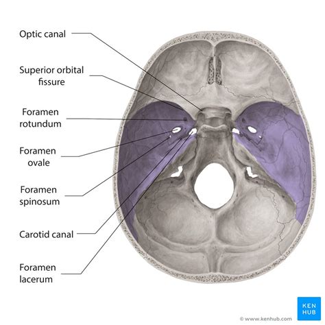 Foramina and fissures of the skull | Dental anatomy, Medical anatomy ...