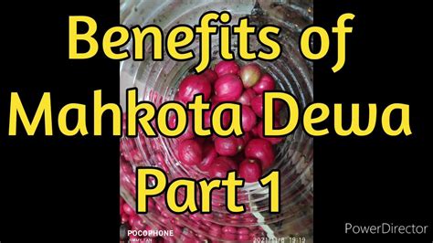 Benefits of Mahkota Dewa - Part 1 - YouTube