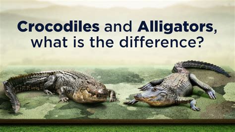 Crocodile vs. Alligator: What’s the Difference? - RESTORASI EKOSISTEM ...