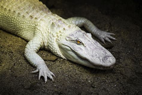 Albino Alligator