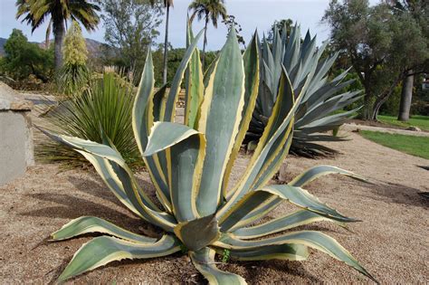 Photo #6501 | Agave americana 'Variegata' | plant lust