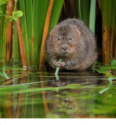 Water Vole | Water vole, Animals, Animal drawings