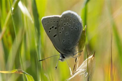 Mission Blue (Butterflies of San Mateo County) · iNaturalist