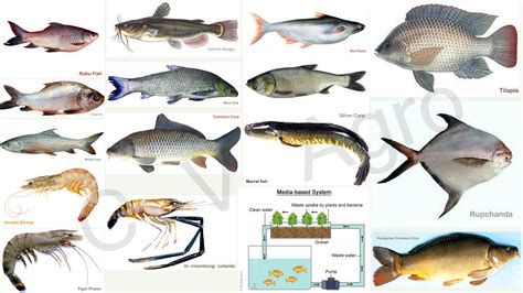 Fish Farming - C V Agro