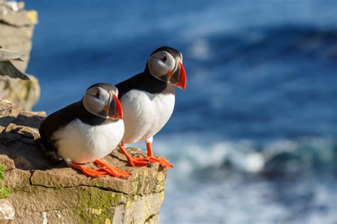 The Puffin in Iceland | Best time and places to see the Puffin in Iceland