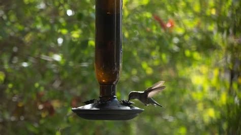 Best Placement For Hummingbird Feeder - Hummingbirds Info