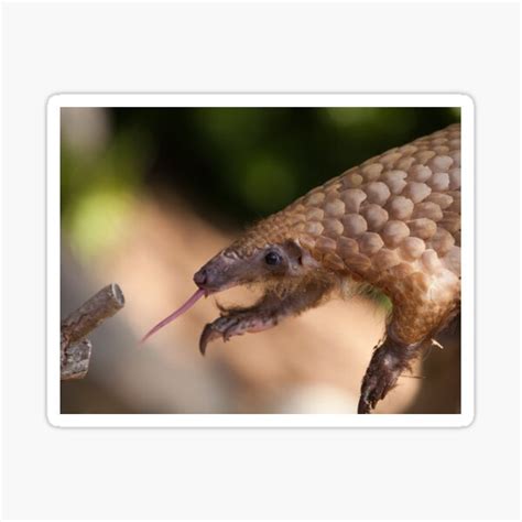 "pangolin lover, save the pangolins, endangered pangolin- pangolin ...