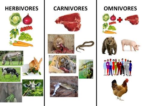 Carnivore Examples