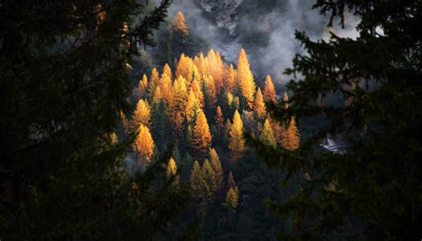 Dreamy Pixel | Golden larches in autumn - Dreamy Pixel