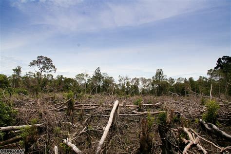 Effects Of Deforestation In Africa