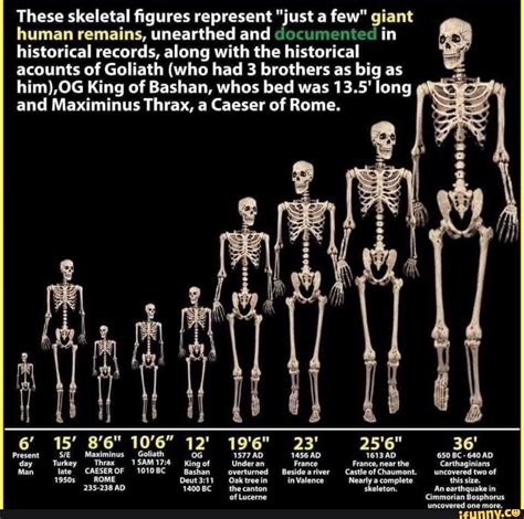 These skeletal figures represent "just a few" giant human remains ...