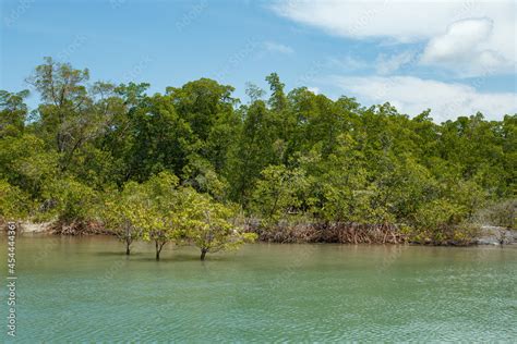 Mangrove photo. Mangrove. Crab breeding Stock Photo | Adobe Stock