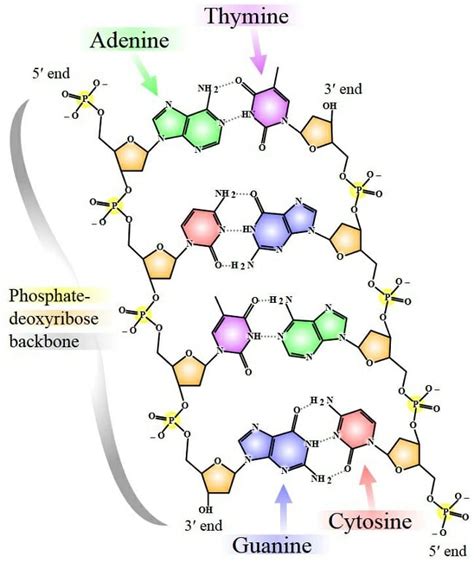 Nucleotide - Definition, Types and Examples | Biology Dictionary