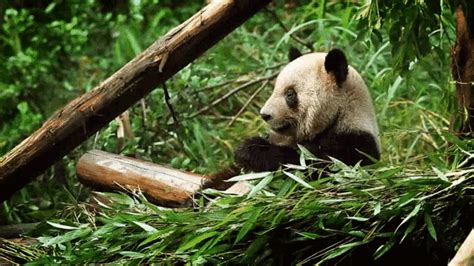 Panda Bamboo GIF - Panda Bamboo Eating - Discover & Share GIFs