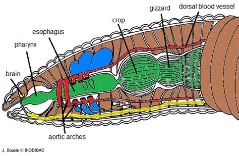 labeled diagram of an earthworm - Greenfer