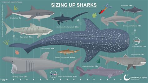 Shark Size Comparison Chart