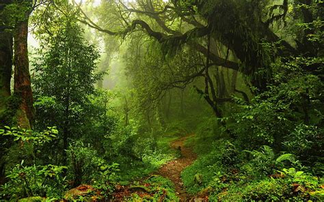 HD wallpaper: nature, forest, deep forest, trees, plants, stairs ...