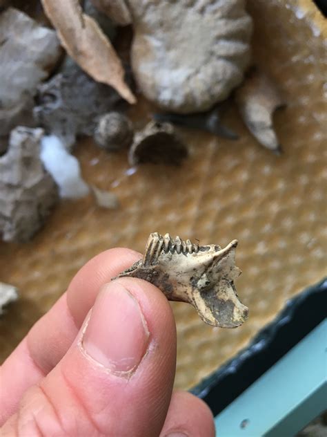 Mandible - Fossil ID - The Fossil Forum