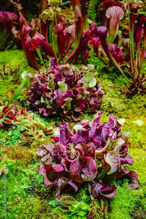 Tropical forest with carnivorous plants Stock Photo | Adobe Stock