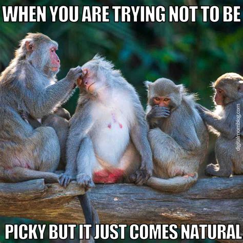 Funny Monkey Memes