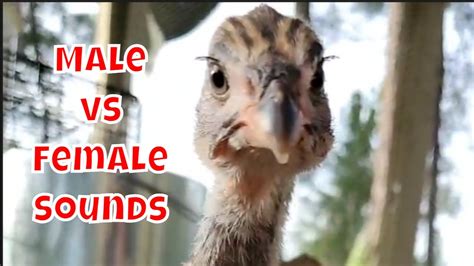 Guinea Fowl Noises | Guinea Fowl Male and Female Sounds | #shorts - YouTube