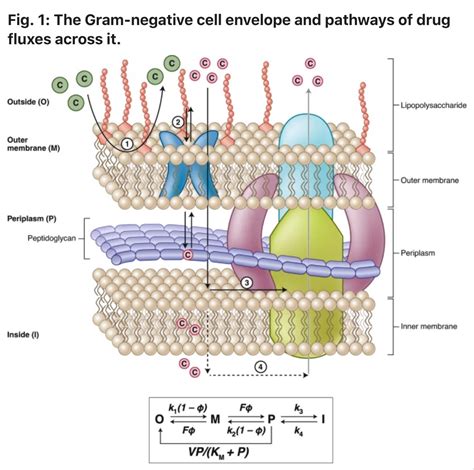 Search for New Antibiotics to Combat “Two of the Most Wicked Healthcare ...