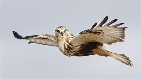 Five Handy Tricks for Photographing Raptors in Flight | Bird ...