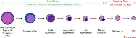 Normal Erythropoiesis – LearnHaem