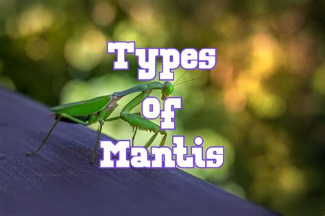 25 Types of Praying Mantis Species (Pictures and Identification)