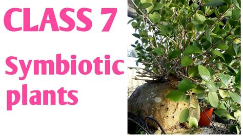 Symbiotic plants class 7 in hindi | Symbiotic relationship class 7 in ...