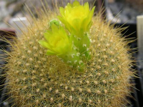 ACANTHOCEPHALA – THE LAST CACTUS CLASSIFICATION