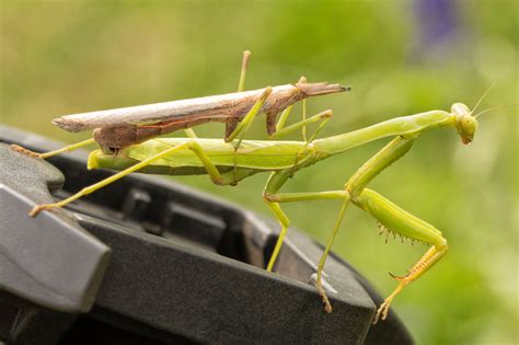 10 Interesting Praying Mantis Facts