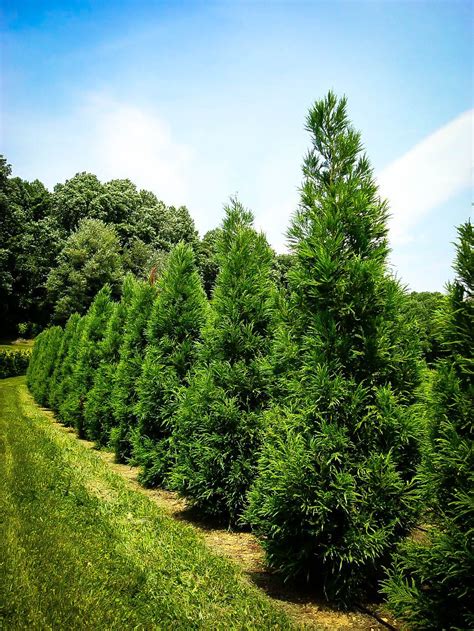 Yoshino Japanese Cryptomeria | Vegetable garden design, Cedar trees ...