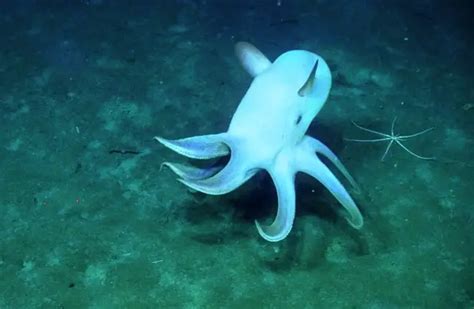 Dumbo Octopus - Description, Habitat, Image, Diet, and Interesting Facts