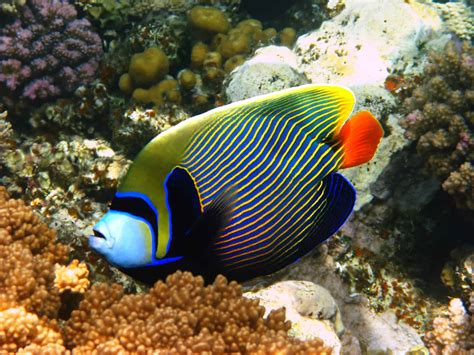 Care Sheet: Emperor Angelfish | Pomacanthus imperator – Pets For Children