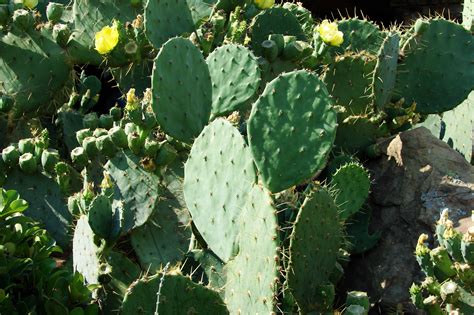 File:Cactus-Prickly-Pear-3901.jpg - Wikimedia Commons