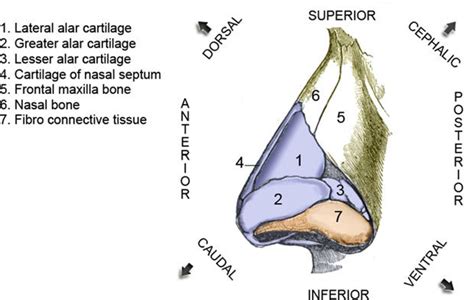 Nose Cartilage Diagram