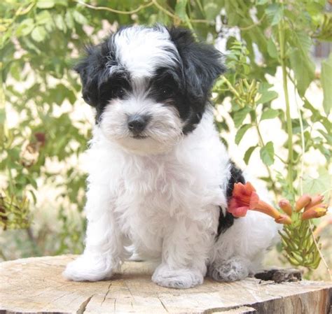 Maltipoo (Maltese x Poodle) Info, Temperament, Lifespan, Grooming ...