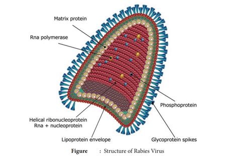 Rabies Virus - Morphology, Pathogenesis, Animal Infection, Laboratory ...