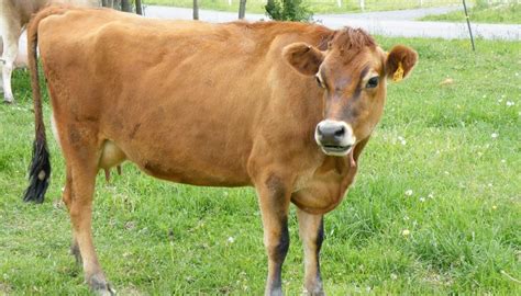 Jersey Cattle Breed – Everything You Need to Know