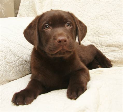 Chocolate Lab Retriever Breeders | Hidden Pond Labradors